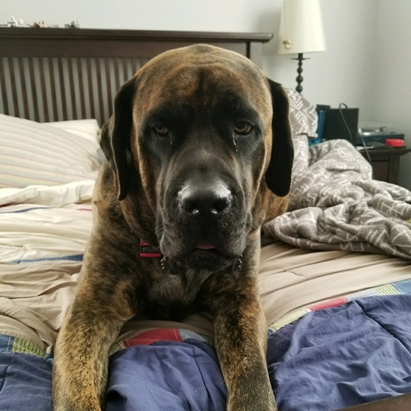 Meet your Posher, Tara - Picture 1 of 1